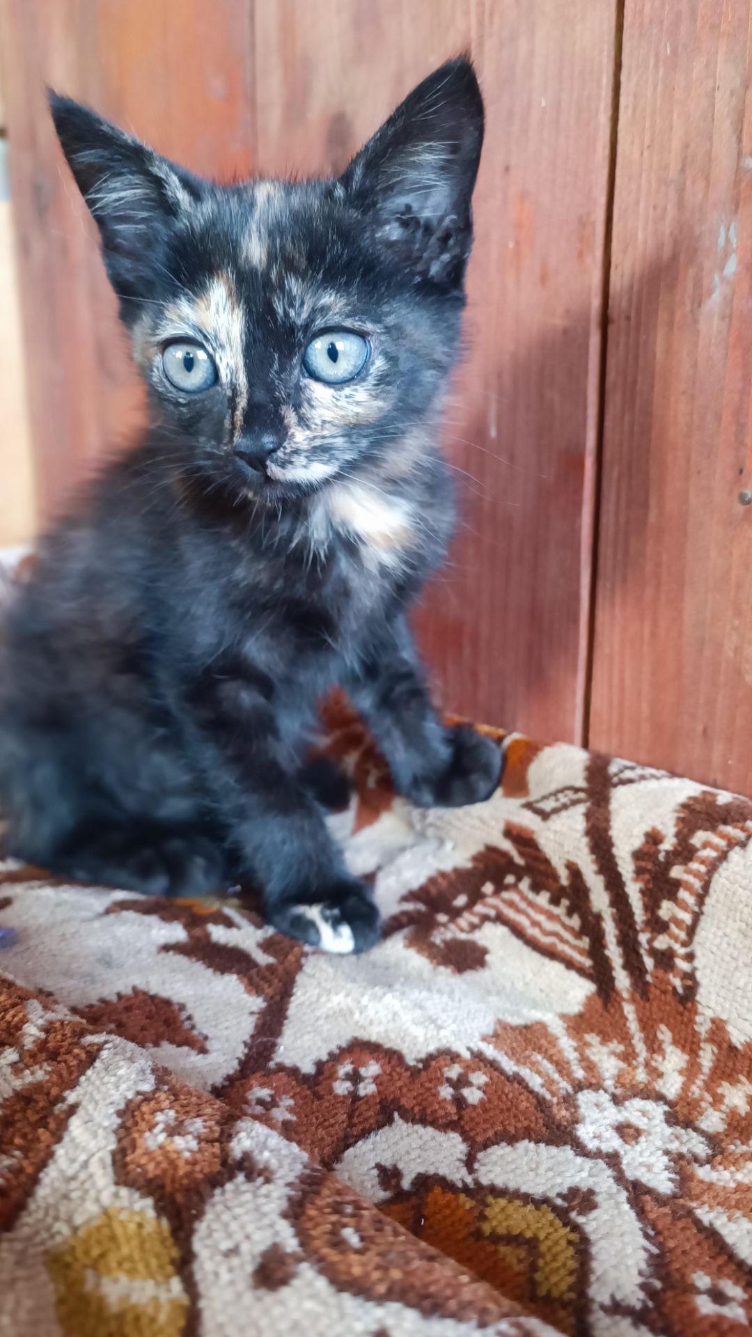 Кошенята в дбайливу родину