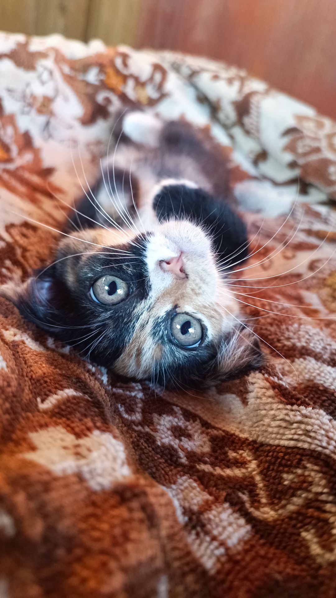 Кошенята в дбайливу родину