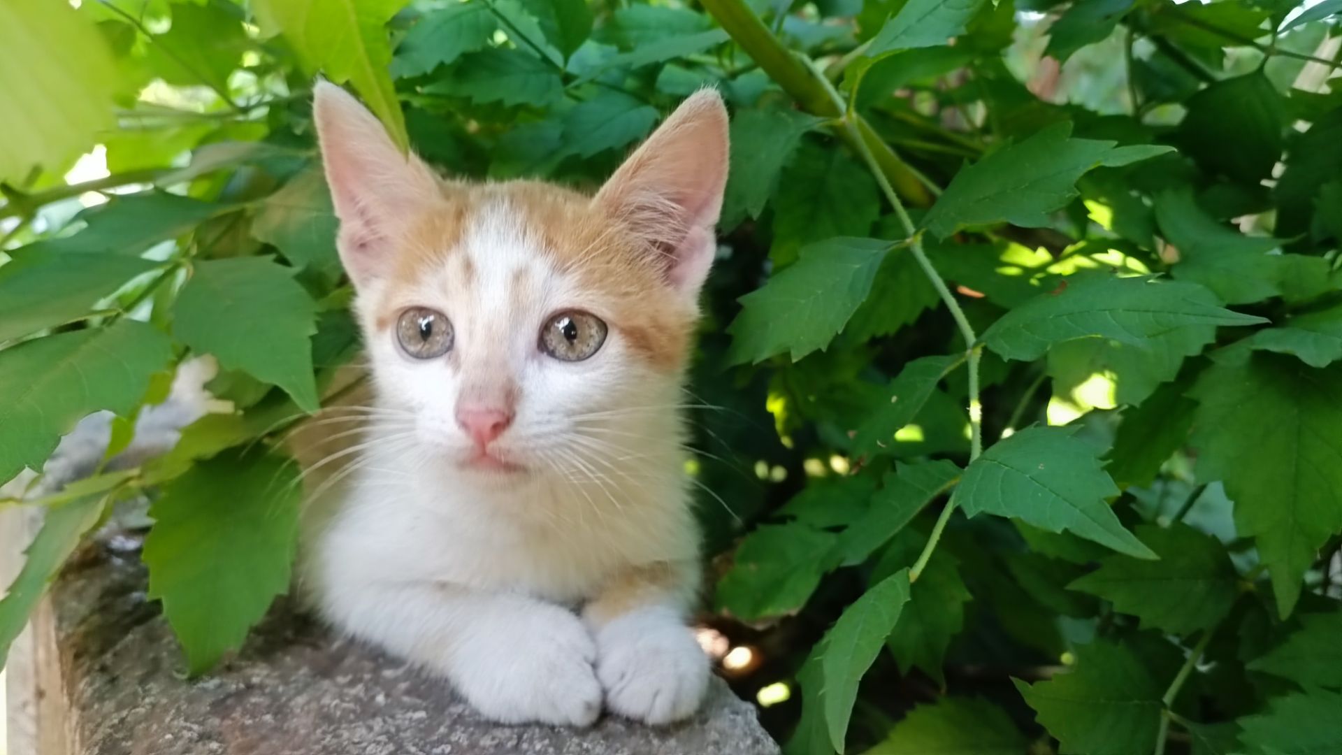 Кошенята в дбайливу родину