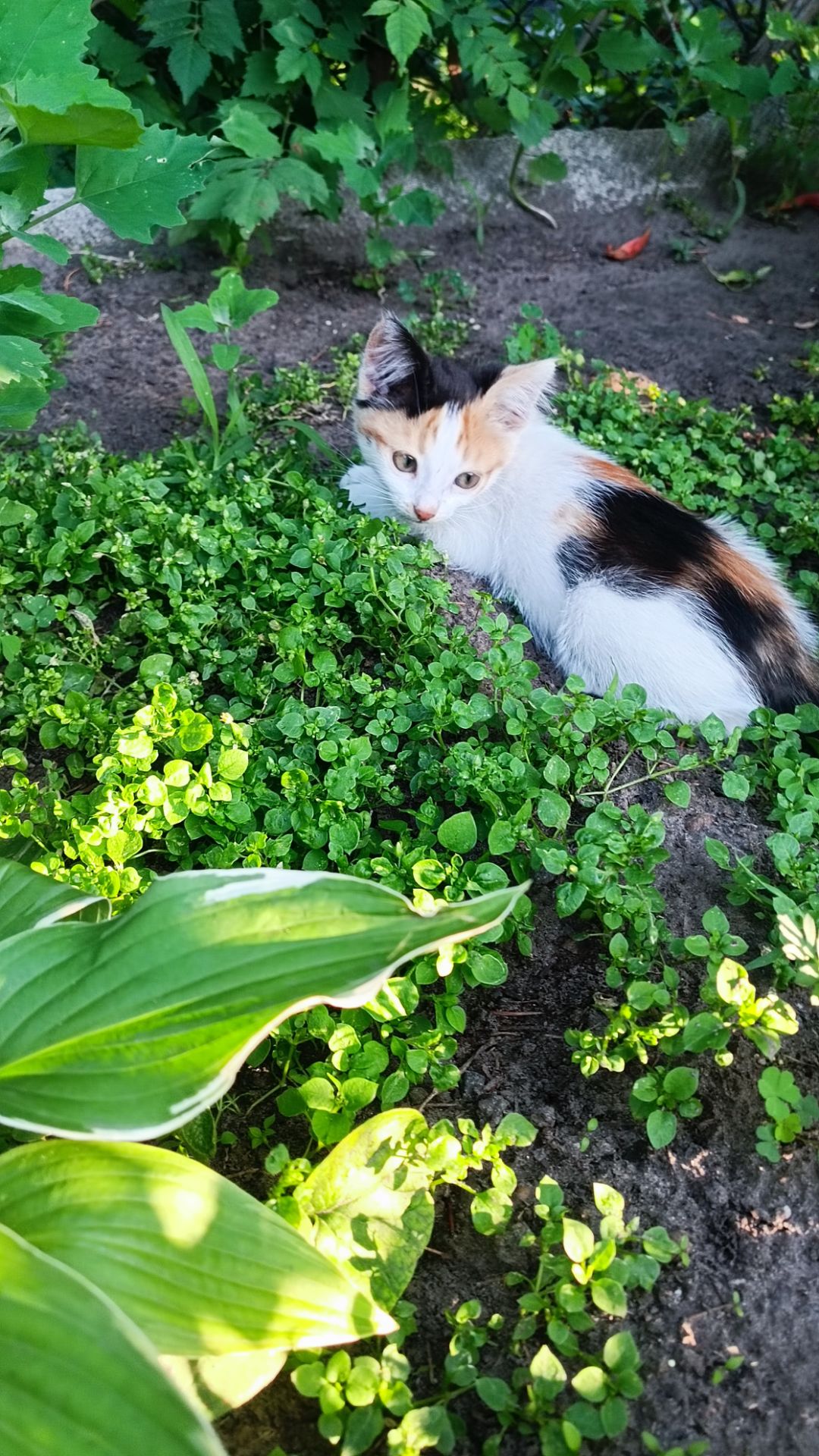 Кошенята в дбайливу родину