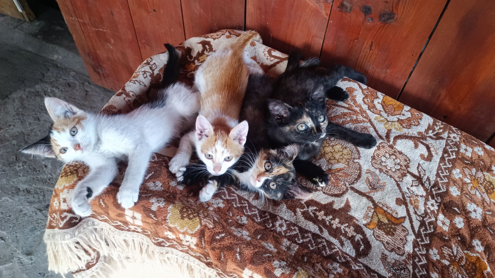 Кошенята в дбайливу родину