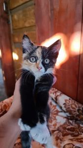 Кошенята в дбайливу родину
