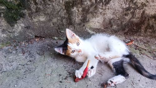 Кошенята в дбайливу родину