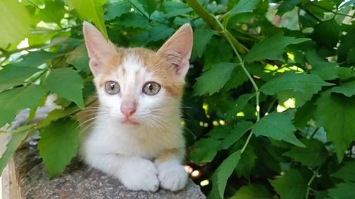 Кошенята в дбайливу родину