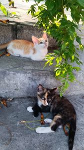 Кошенята в дбайливу родину