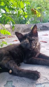Кошенята в дбайливу родину