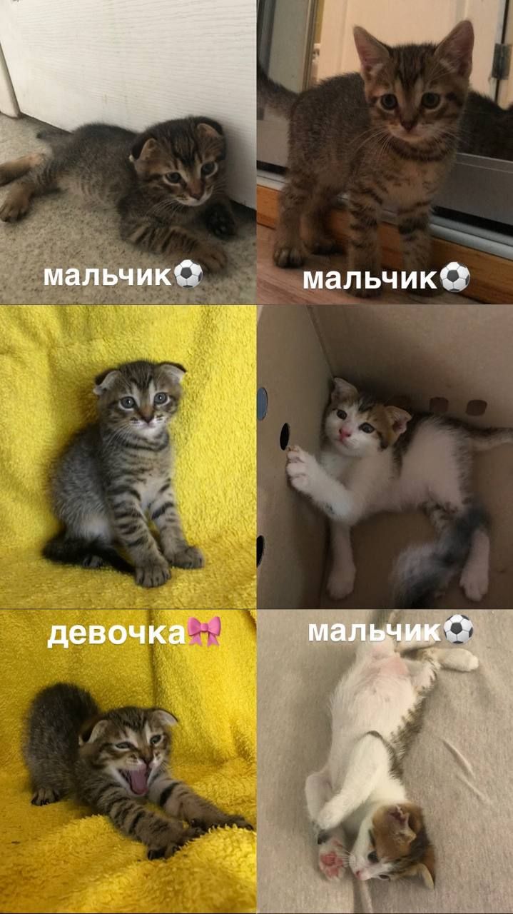 Кошенята