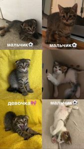 Кошенята