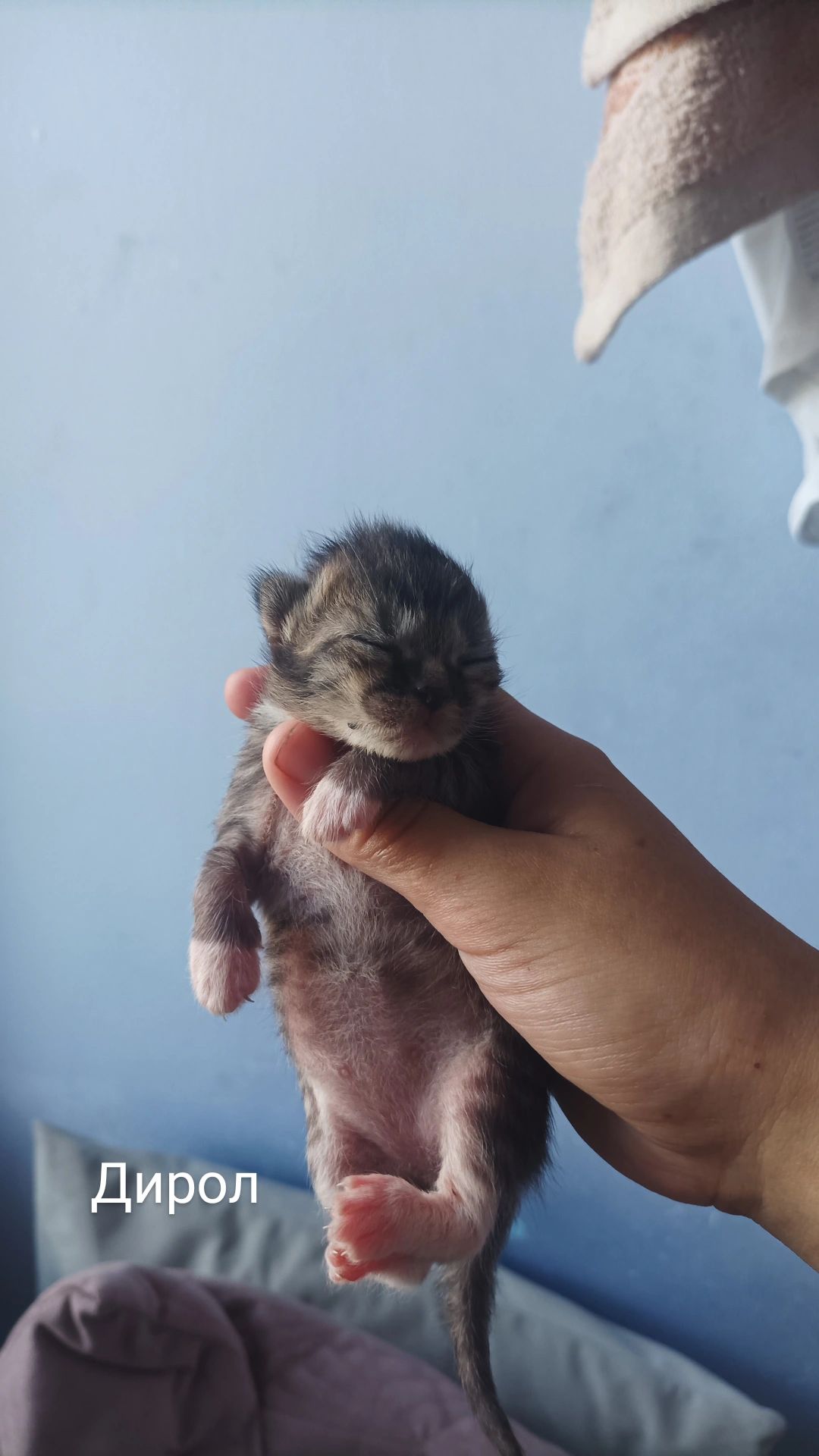 Бронь котят на осень 🐱 Кто хотел — сейчас самое время! ✉️ Пиши в директ