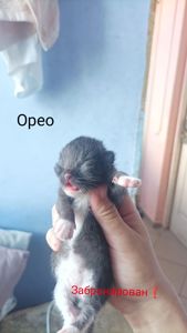 Бронь котят на осень 🐱 Кто хотел — сейчас самое время! ✉️ Пиши в директ