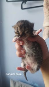 Бронь котят на осень 🐱 Кто хотел — сейчас самое время! ✉️ Пиши в директ