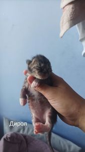 Бронь котят на осень 🐱 Кто хотел — сейчас самое время! ✉️ Пиши в директ