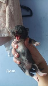Бронь котят на осень 🐱 Кто хотел — сейчас самое время! ✉️ Пиши в директ