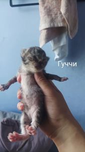 Бронь котят на осень 🐱 Кто хотел — сейчас самое время! ✉️ Пиши в директ