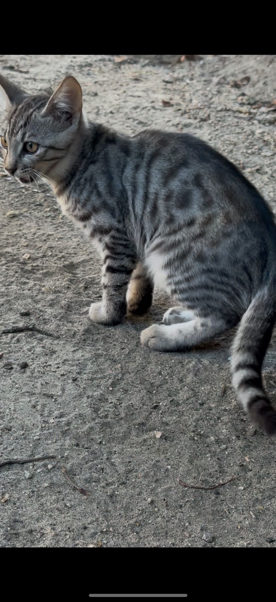 Кошеня сіреньке