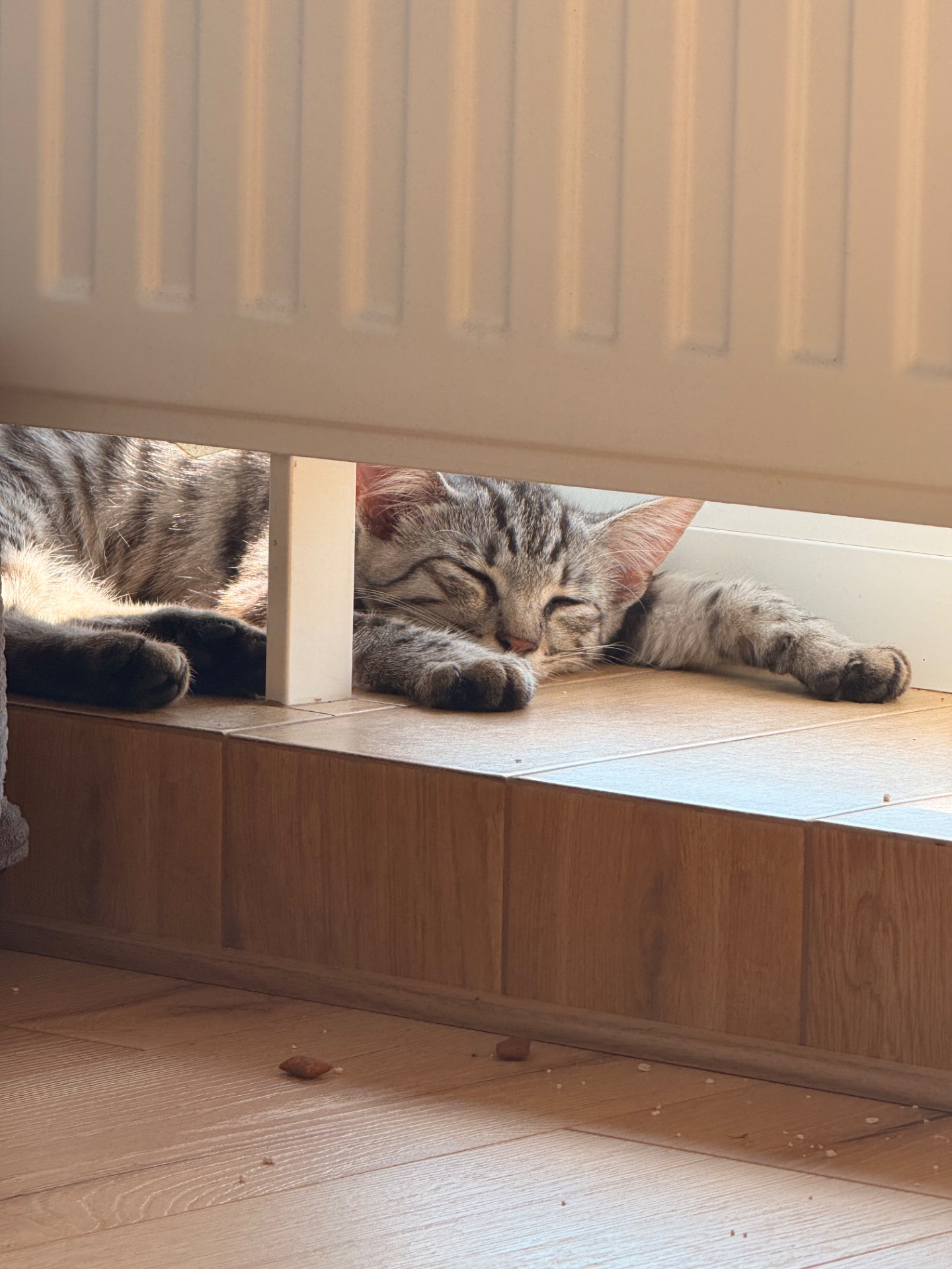 Кошеня сіреньке