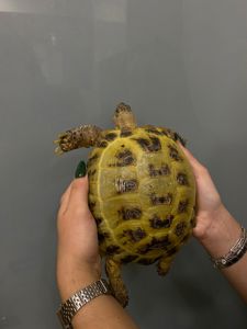 Большие среднеазиатские черепахи от 18 см