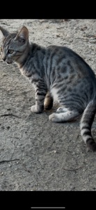 Кошеня сіреньке