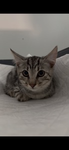 Кошеня сіреньке