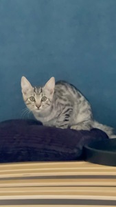 Кошеня сіреньке