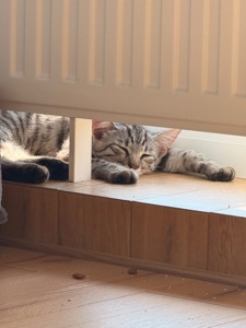 Кошеня сіреньке