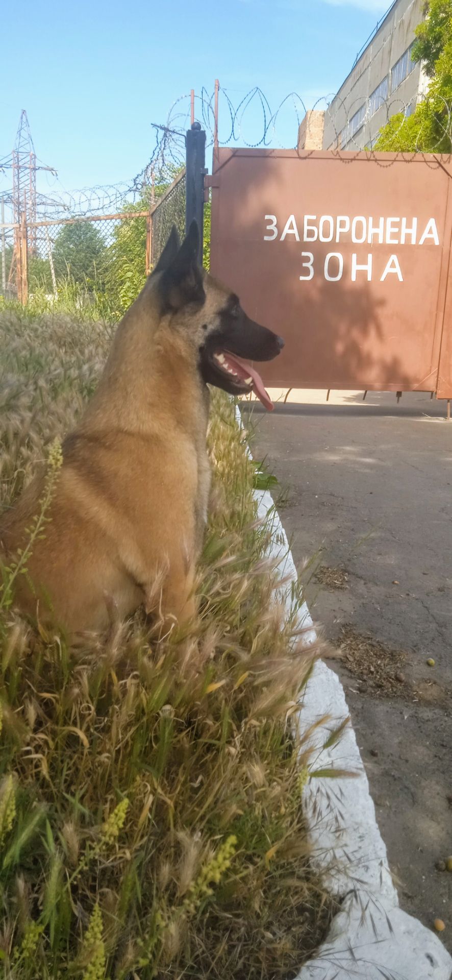 Щенки Бельгийской овчарки Малинуа
