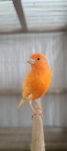 канарейки продам