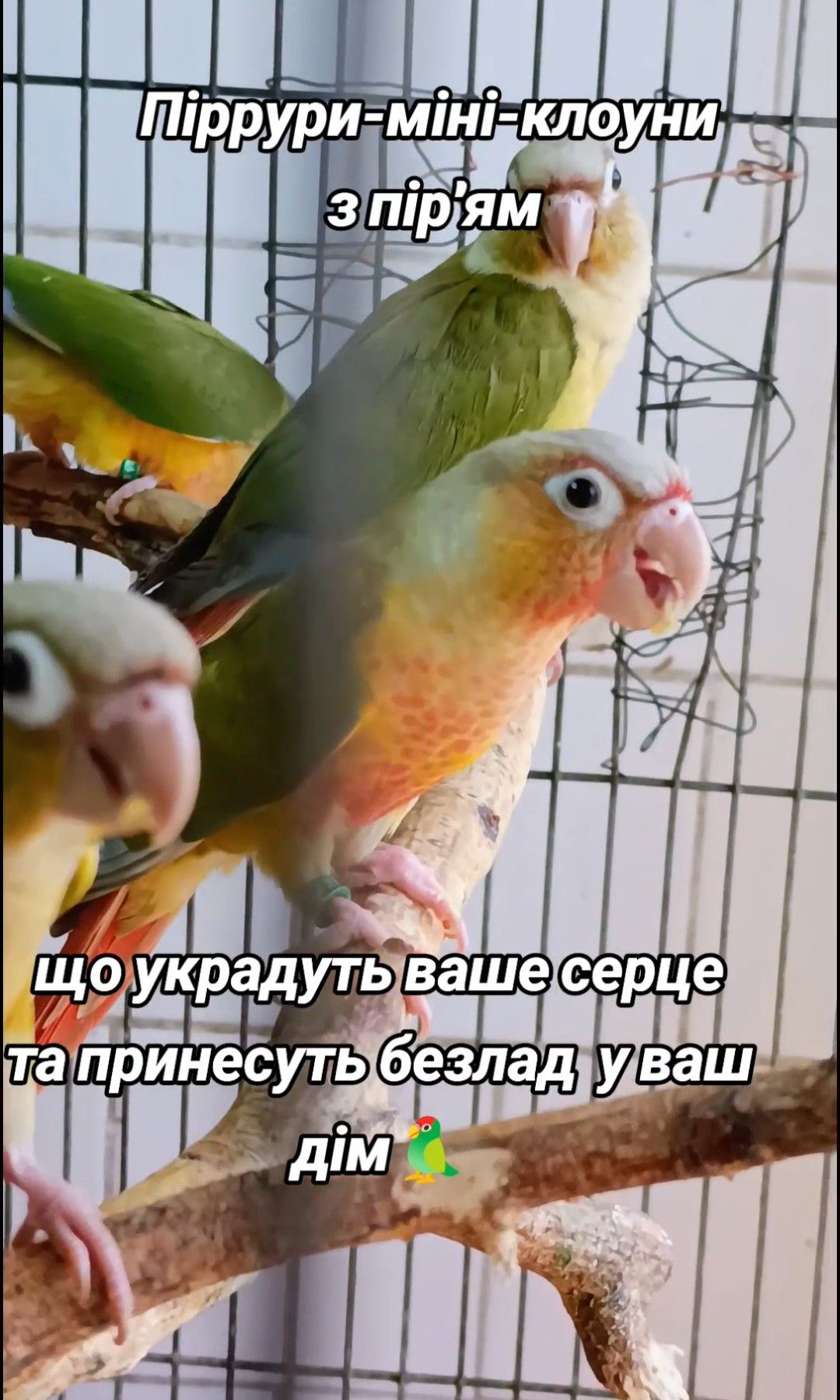 Піррура