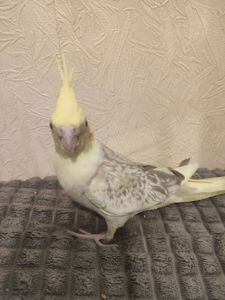 Домашние, молодые, птенцы Корелл