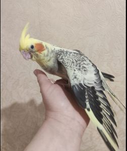 Домашние, молодые, птенцы Корелл