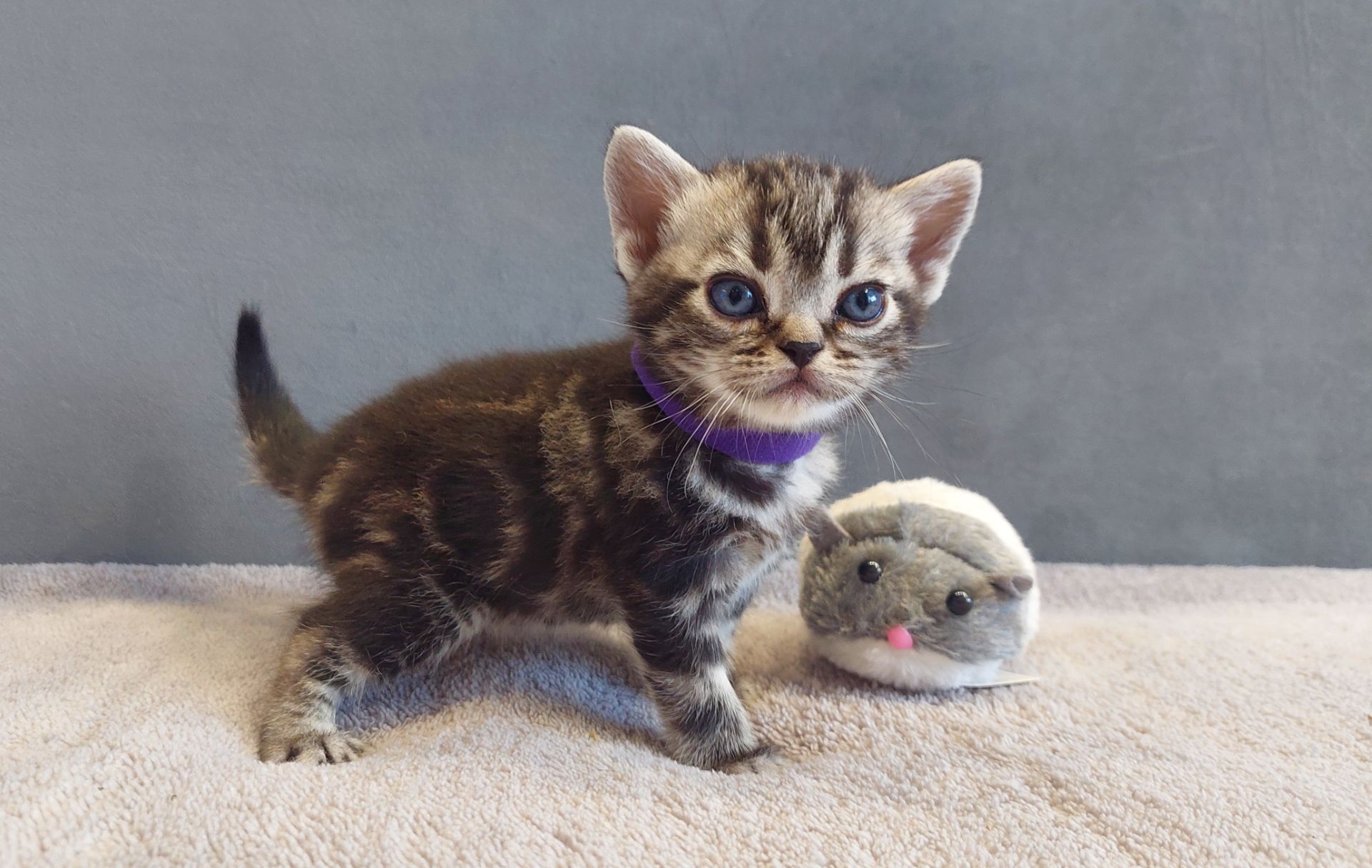Хлопчик Ден. Американска короткошерстна