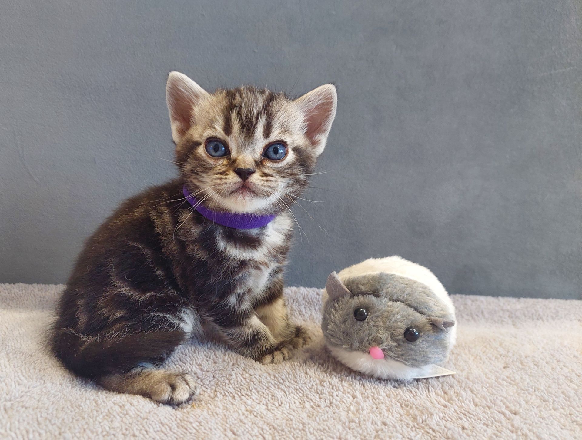 Хлопчик Ден. Американска короткошерстна