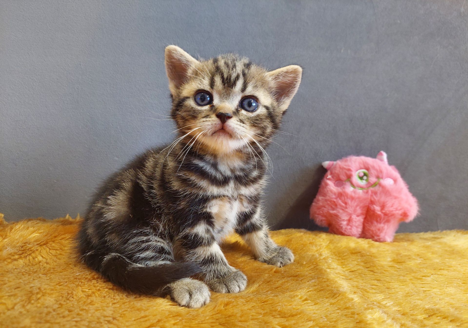 Американська короткошерста дівчинка Дана