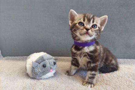 Хлопчик Ден. Американска короткошерстна