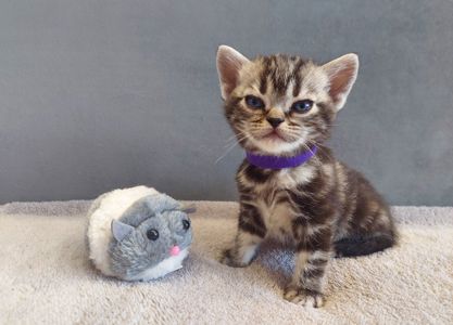 Хлопчик Ден. Американска короткошерстна