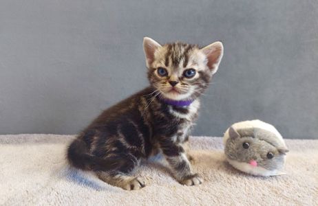 Хлопчик Ден. Американска короткошерстна