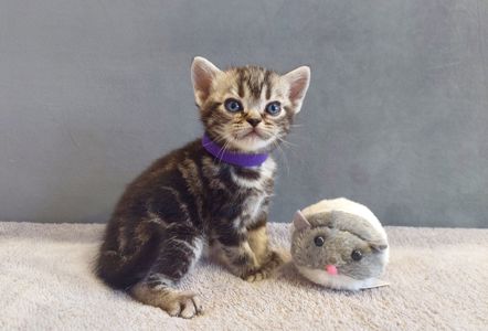 Хлопчик Ден. Американска короткошерстна
