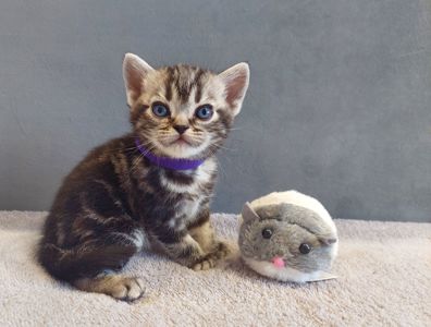 Хлопчик Ден. Американска короткошерстна