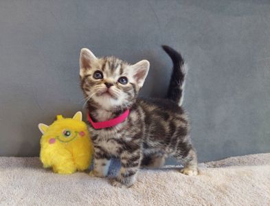Американська короткошерстна. Хлопчик