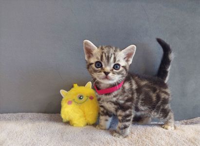 Американська короткошерстна. Хлопчик