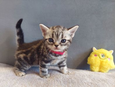 Американська короткошерстна. Хлопчик