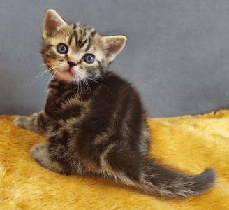 Американська короткошерста дівчинка Дана