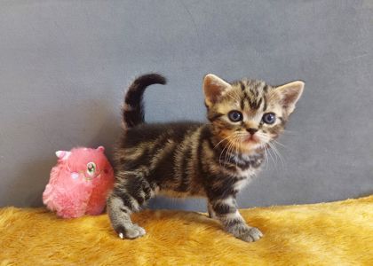 Американська короткошерста дівчинка Дана