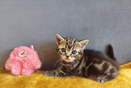 Американська короткошерста дівчинка Дана