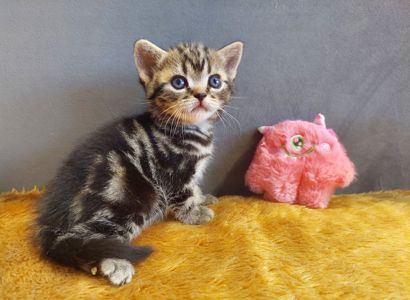 Американська короткошерста дівчинка Дана