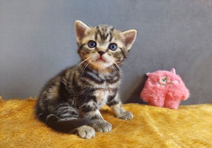 Американська короткошерста дівчинка Дана