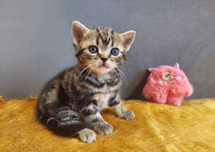 Американська короткошерста дівчинка Дана