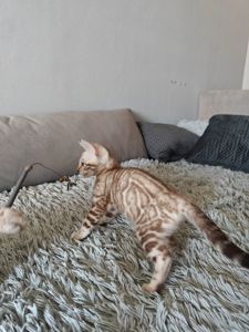 Хлопчик мінк
