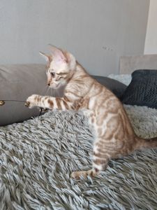 Хлопчик мінк