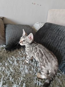 Срібний хлопчик